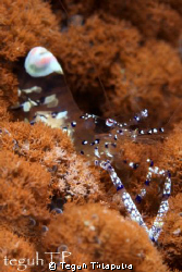 Periclimenes venustus, captured by Canon EOS 400D, macro ... by Teguh Tirtaputra 